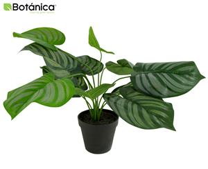Botanica Artificial 45cm Calathea Orbifolia