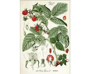 american raspberry illustration from flora of germany circa 1903 Wall Canvas Print