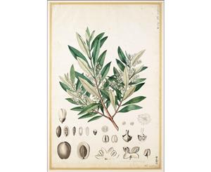Olive Branch Wall Canvas Print