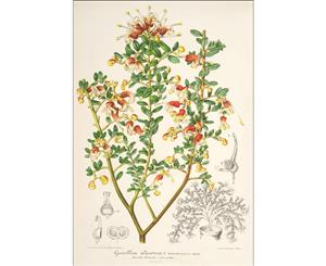 Grevillea alpestris Botanical Illustration Wall Canvas Print