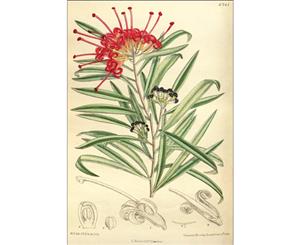 Red Grevillea botanical illustration Wall Canvas Print