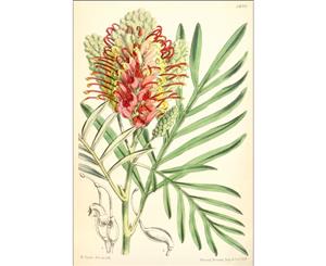 Red and Yellow Grevillea banksii Botanical illustration Wall Canvas Print