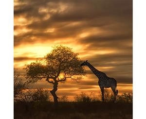 Giraffe at Sunset Canvas Print Wall Art