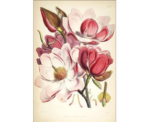 Gorgeous Magnolia Illustration Wall Canvas Print