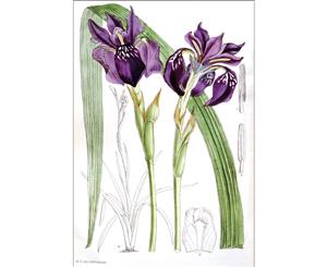 Iris Flowers 2 Botanical Illustration Wall Canvas Print