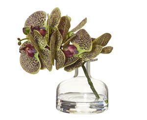 Rogue Phalaenopsis Glass Vase 19x15x19cm Burgundy and Green