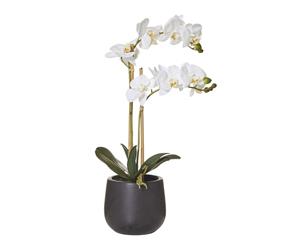 Rogue Butterfly Orchid Smooth Pot 56cm White