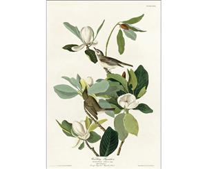 Audubon - Sweet Bay Magnolia with Warbling Flycatcher Wall Canvas Print