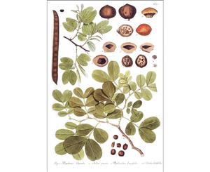 Botanical Watercolour Leaves Nuts and Seeds Wall Canvas Print