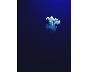 Jellyfish Blue canvas art print - 75x100cm - None