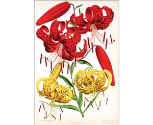 Red and Yellow Tiger Lilies Wall Canvas Print