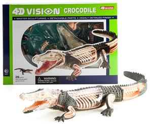 4D Vision - Crocodile anatomy model