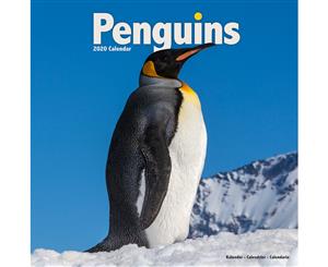 Penguins 2020 Wall Calendar - Closed Size  30 x 30 cm (12 x 12 Inches)