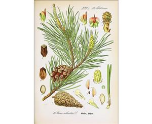 Pine branch Botanical Illustration Wall Canvas Print