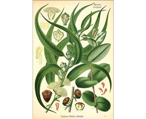 Eucalyptus botanical illustration Wall Canvas Print