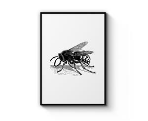 Hornet Drawing Wall Art - Black Frame