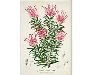Pink Grevillea rosea botanical illustration Wall Canvas Print