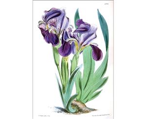 Iris Flowers Botanical Illustration Wall Canvas Print