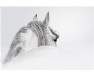 Andalusi Horse Canvas Print