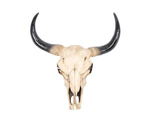 Cow Skull 44cm Realistic Looking Resin & Painted - Natural
