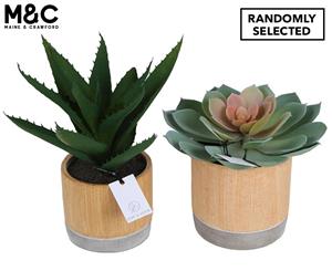 Maine & Crawford Bari Succulent in Pot - Randomly Selected