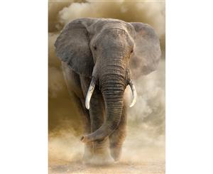 Elephant in Dust Canvas Print