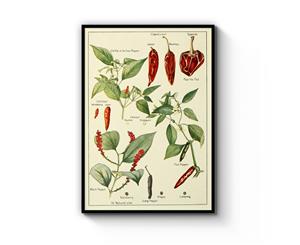 Vintage Chilli Botanical Illustration Art - Black Frame
