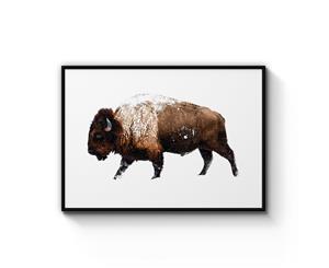 Lone Bison Photograph Art - White Frame