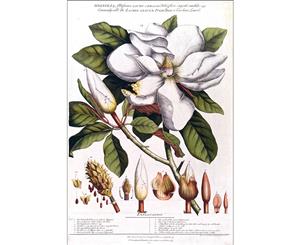 Magnolia Flower Wall Canvas Print