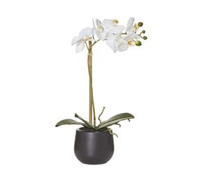 Rogue Butterfly Orchid Smooth Pot 44cm White