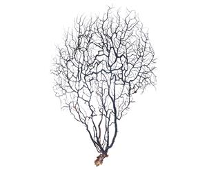 1pce 28cm - 35cm Sea Fan /Fern for Shadow Boxes or Creating Amazing Wall Art - Natural