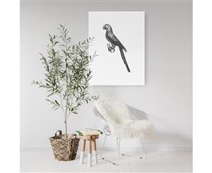 Parrot Bird Drawing Wall Art - White Frame