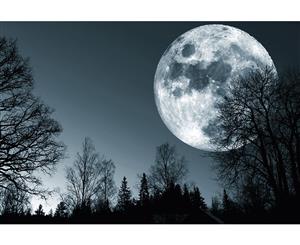 Forest Moon Wall Art Canvas Print