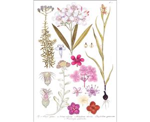 Botanical Watercolour Pink Flowers Wall Canvas Print